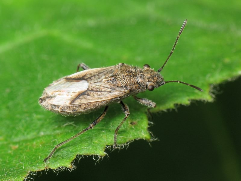 Ortholomus punctipennis (Herrich-Schäffer, 1838)